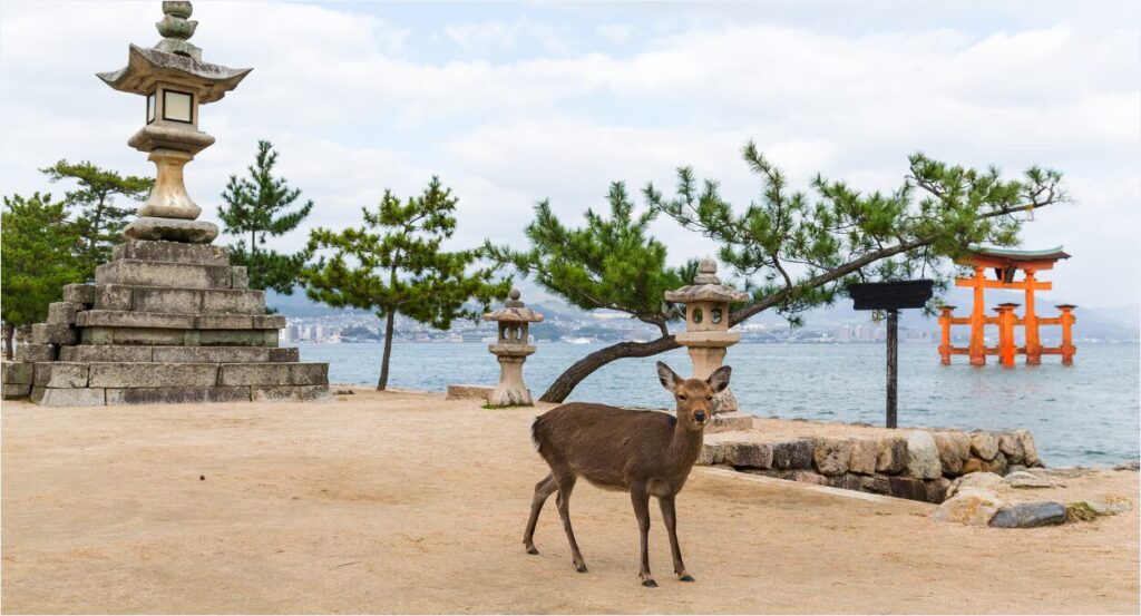 Miyajima Deer