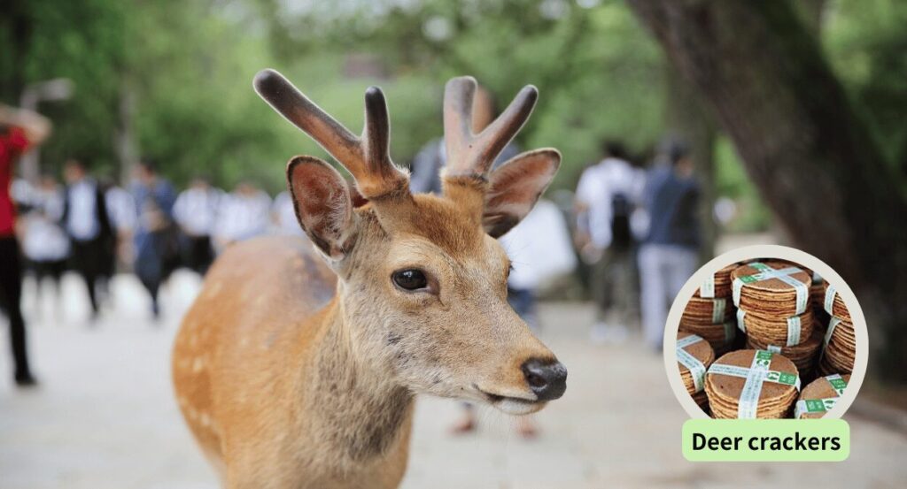 deer-in-nara