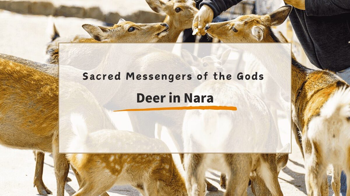Nara Deer – Sacred Messengers of the Gods & How to Visit Respectfully