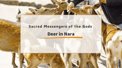 Nara Deer – Sacred Messengers of the Gods & How to Visit Respectfully