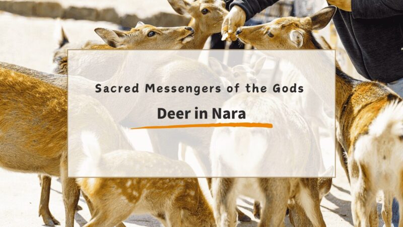 Nara Deer – Sacred Messengers of the Gods & How to Visit Respectfully