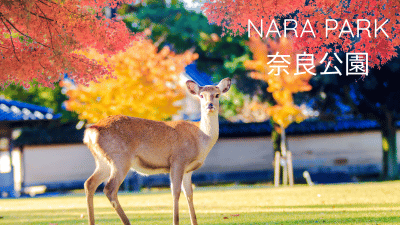 Nara Park image